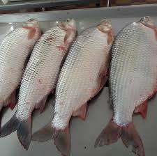 Pescado entero para parrilla